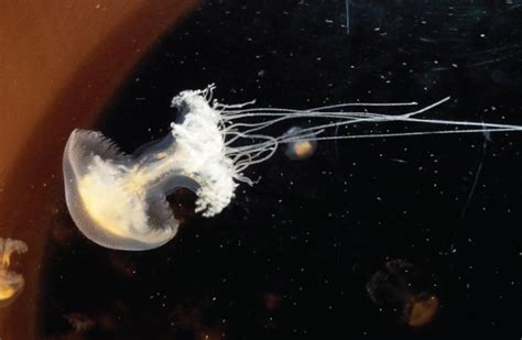 Mind readers: Caltech scientists watch jellyfish