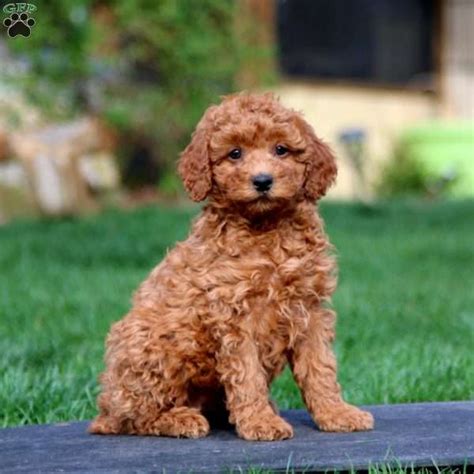 Mindy - Miniature Poodle Puppy For Sale in Pennsylvania