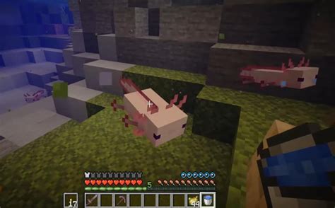 Minecraft: How to tame and breed Axolotls GINX …