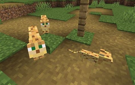 Minecraft Ocelots Wiki Behavior Spawn Breeding Trivia FAQs