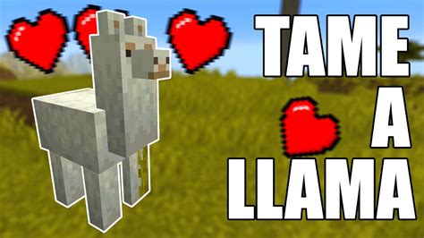Minecraft how to tame a llama