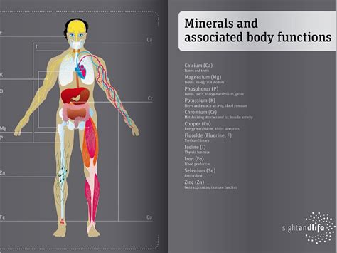Minerals function in our body.  Although they are required in different amounts, fro...
