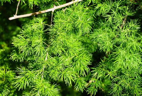 Ming Fern (Asparagus Macowanii): Ultimate Care Guide