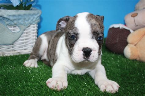 Mini American Bulldog Puppies For Sale