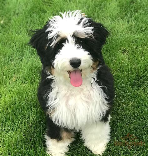 Mini Bernedoodle Puppie Available Now