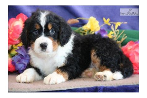 Mini Bernedoodle Puppies For Sale In Pa