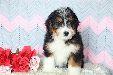 Mini Bernedoodle Puppies For Sale Midwest
