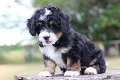 Mini Bernedoodle Puppies For Sale Mn