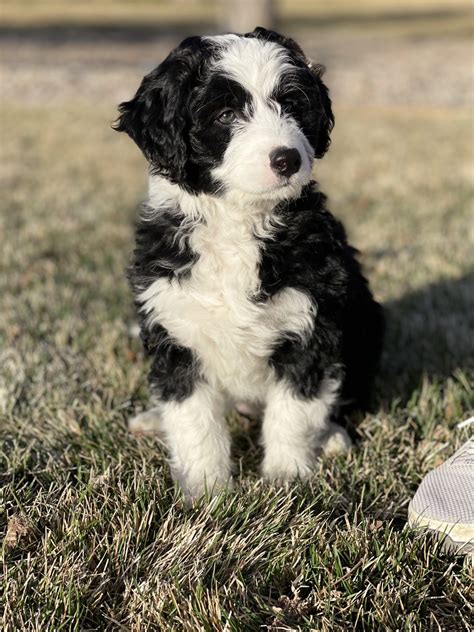 Mini Bernedoodle Puppies For Sale Nevada