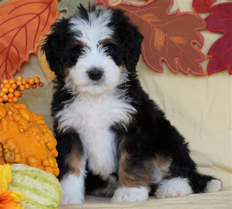 Mini Bernedoodle Puppies For Sale Now