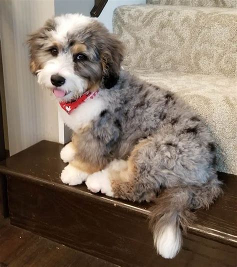 Mini Bernedoodle Puppies Grey And White For Sale