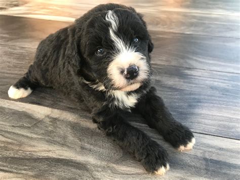 Mini Bernedoodle Puppy For Sale Colorado
