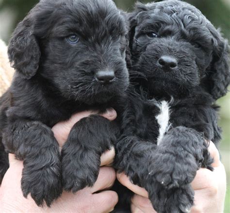 Mini Black Goldendoodle Puppies For Sale
