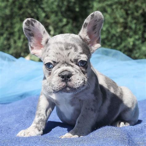 Mini Blue French Bulldog Puppies