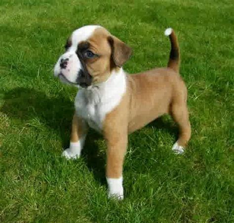 Mini Boxer Puppies For Sale