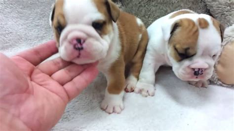 Mini Bulldog Puppies For Adoption