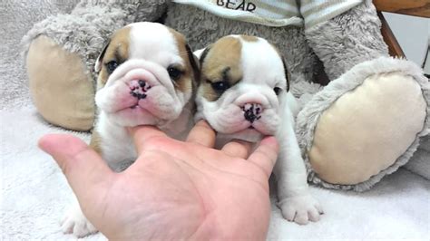 Mini English Bulldog Puppies For Sale In Florida