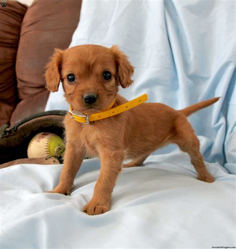 Mini Golden Retriever Puppy For Sale