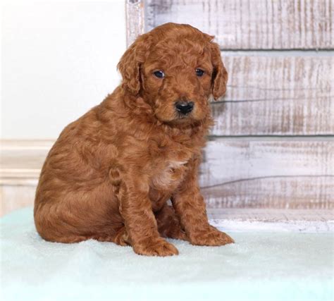 Mini Goldendoodle Puppies For Sale In Michigan