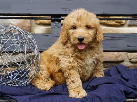 Mini Goldendoodle Puppies For Sale In Vermont