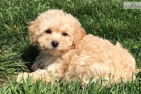 Mini Goldendoodle Puppies For Sale Md