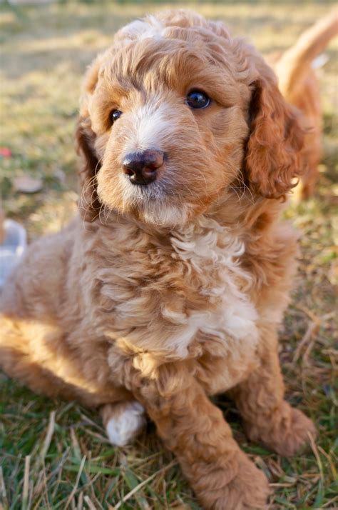Mini Goldendoodle Puppies For Sale Southern California