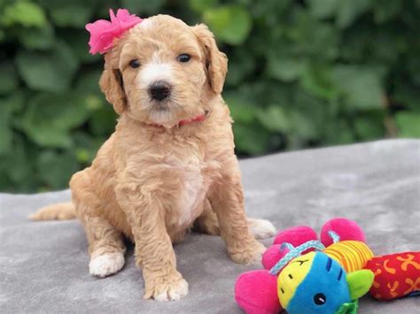 Mini Goldendoodle Puppies For Sale Under $500