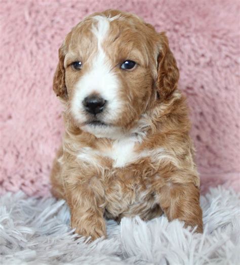 Mini Goldendoodle Puppies Knoxville Tn