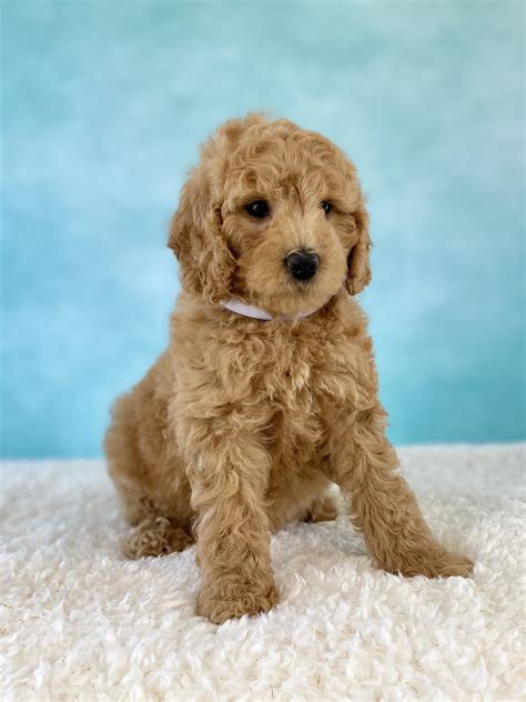 Mini Goldendoodle Puppies Midwest