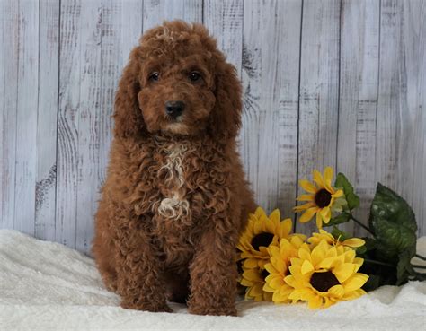 Mini Goldendoodle Puppies Ohio For Sale
