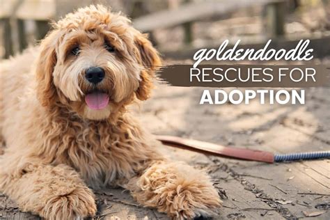 Mini Goldendoodle Puppies Rescue