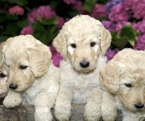 Mini Labradoodle Uptown Puppies