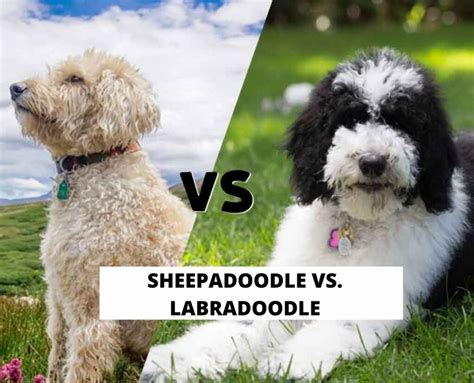 
Mini Labradoodle vs Mini Sheepadoodle Comparison Two dog breeds, one purpose: to make your life a joy-filled journey powered by strong bonds, friendship, and unconditional love