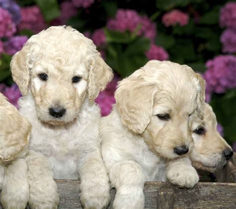 Mini Labradoodles are the friendliest of dogs