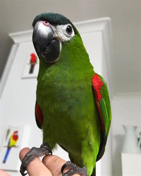 Mini Macaw Price