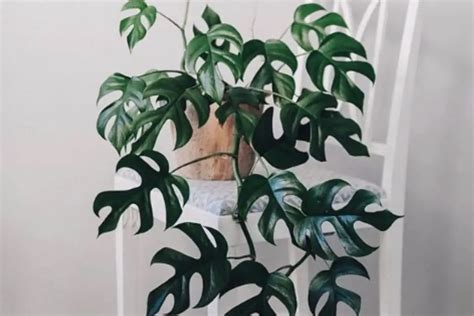 Mini Monstera: The Cute Grown Up Plant - Absolute Gardener