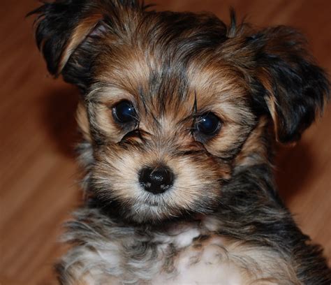 Mini Yorkie Shih Tzu Mix Puppy