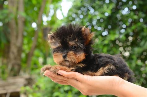 Mini Yorkie Lifespan