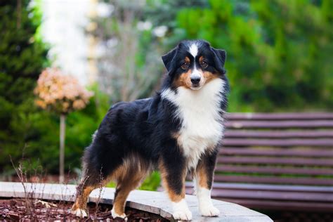 Mini american shepherd. .  <a href=https://www.volkswagen-mogilev.by:443/et...