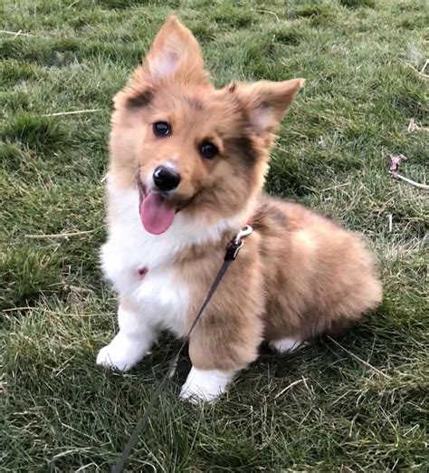 The Corgi Australian Shepherd mix will usually have the elongated shape of the Corgi with the coat of the Australian Shepherd. It will of course be a little larger than the Corgi and will measure between 30 and 40 cm. He will weigh between 25 and 45 inches, which makes him a medium-sized dog.. 