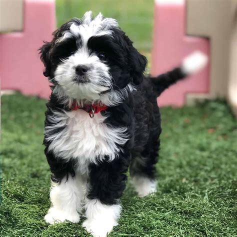 Mini aussiepoo. Aussiepoo is a hybrid breed mix of purebred Poodle and Australian shepherd. If one of the parents is miniature Poodle, the Aussiepoo will be smaller than usual - mini Aussiepoo. We do not know precisely their origin, but we know that this beautiful mix is originating from USA, Australia and Canada. ... 