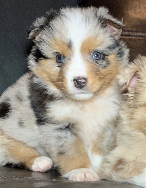 The Miniature Australian Shepherd's coat ranges from medium to long, with a dense undercoat. It can be straight or slightly wavy, and is highly weather resistant. The coat is short and soft on the head and legs, with a thick mane around the neck. The Miniature Australian Shepherd can be black, red, red merle (dark patches on a light colored .... 