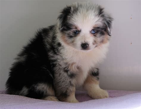Ruby River Mini Aussies in Loganville, GA is the go-to place for precious purebred Mini Australian Shepherd dogs. For more than 20 years, we have provided our puppies with ….