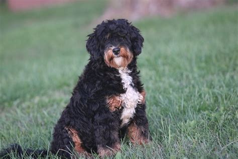 Mini bernedoodle adult. Mar 11, 2024 · All moms are purebred Bernese Mountain dogs. Dads to the puppies are Toy or Mini Poodles. A mini Bernedoodle can weigh 25-55 pounds and be 18-22 inches tall as an adult. Their life expectancy is 12-18 years. A mini Bernedoodle typically has a longer lifespan than a Standard Bernedoodle due to being smaller in size. 