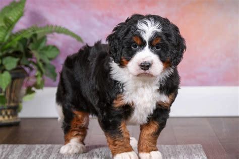 Mini bernedoodle adult.  Learn about the Mini Bernedoodle, a cross between...