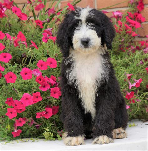 Find Bernedoodle puppies for sale Near Georgia The Bernedoodle is a newer breed, a mix of two very different ... Miniature Pinscher and Doodle breeds. 4 pickup & drop-off options. Request info. Woofington Place Doodles. Columbus, Georgia • 125 miles away. Reserved. Reserved. Reserved.. 