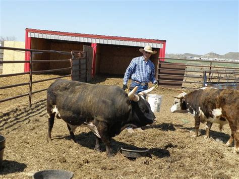 Mini bucking bulls for sale. Things To Know About Mini bucking bulls for sale. 