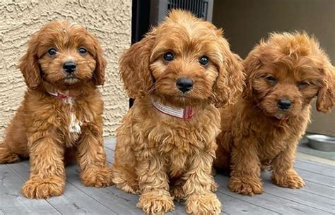 Mini cavapoo breeders. A. 83mm&times;71.  MINI家族大致可以分成2大类，�...