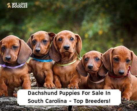 Search results for: Dachshund puppies and dogs for sale near Easley, South Carolina, USA area on Puppyfinder.com. Search of Puppyfinder.com has located Dachshund puppies in the following location(s): AUGUSTA GA, ... AD 3 Adorable Mini Dachshund for sale Date listed: 04/15/2024. Litter of 5. Breed: Dachshund. Price: $1,450. Nickname: …. 