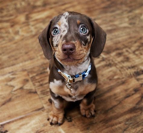 Mini dachshund for sale near me. Things To Know About Mini dachshund for sale near me. 